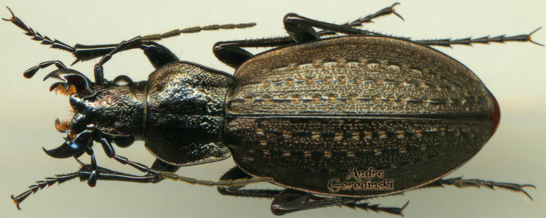 http://www.gorodinski.ru/carabus/Cupreocarabus alpherakii chareti.jpg